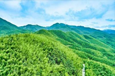 仁化县长江镇大力发展毛竹产业 让绿竹子长出“金叶子”