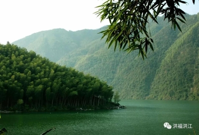 小楠竹撑起大产业,洪江区千余名贫困群众脱贫奔富路